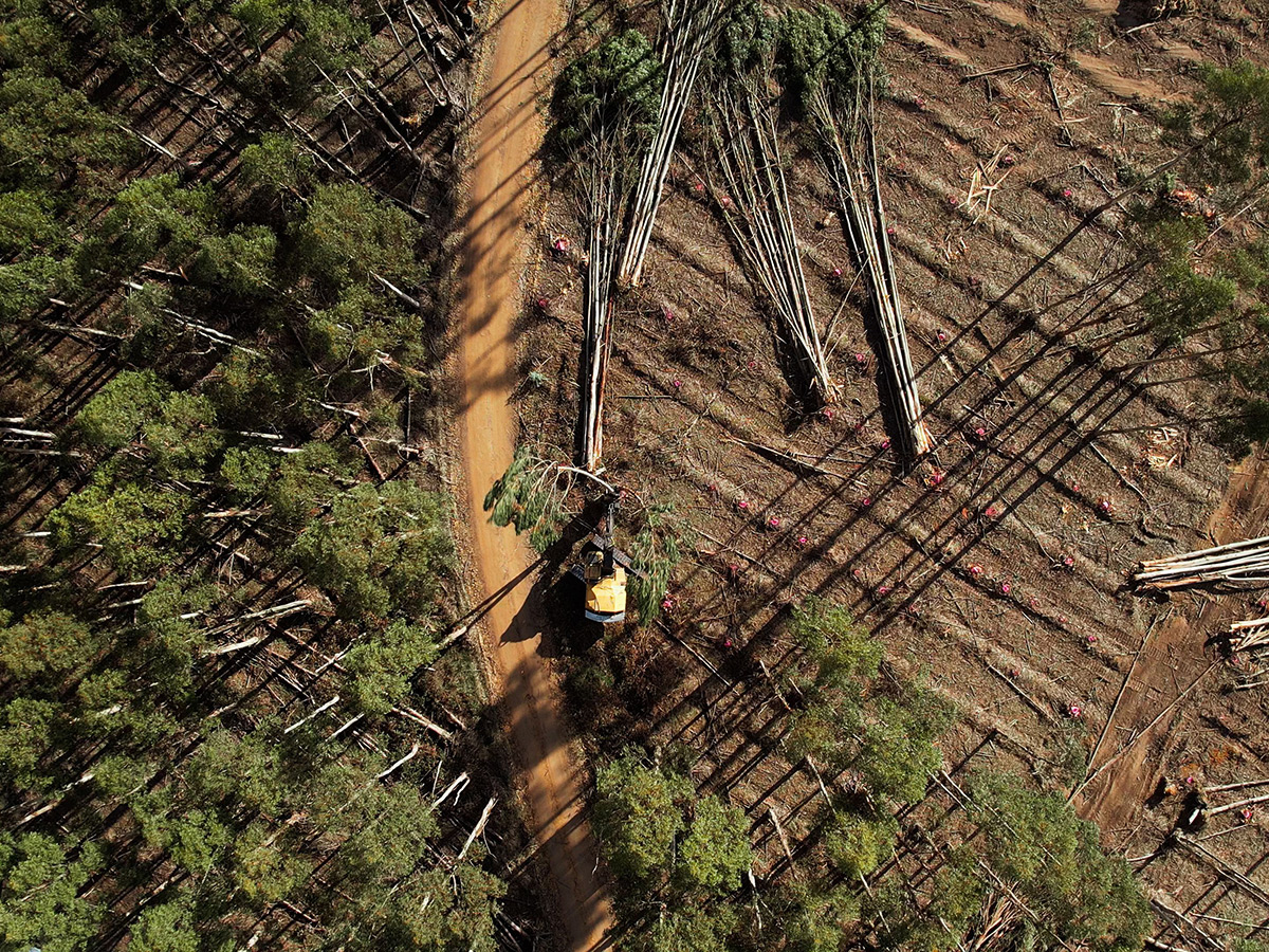 One of Australia's most productive forestry regions